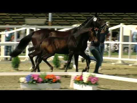 Hf v Rock for Me x Serano Gold x De Niro 2017