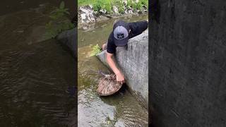 Big catfish Catching | fish | Fishing | Fish hunting