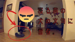 【#3 寝る前の文句】仔犬のくせにブイブイ文句たれるオットー