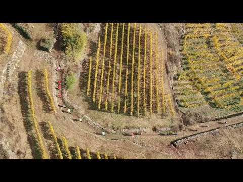 Valtellina Wine Trail 2018