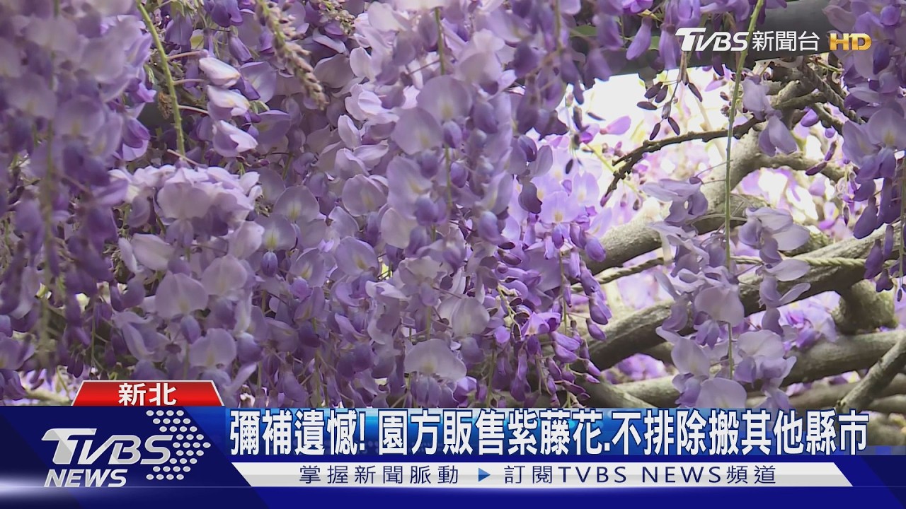 影音／25年淡水紫藤花園熄燈！2園區全關閉　業者：近8年頻遭檢舉
