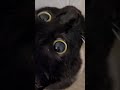 Cute Tuxedo Meow