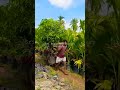 Sri Nagadivya Nursery Kadiyam Big Mango Plants 9849441465