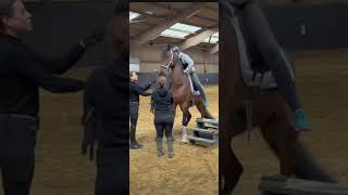 das bin nicht ich#horse #pferdevideo #equestrian #horseedits #pony #riding  #horseriding  #unfall