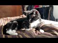 Tuxedo Cat Scratching In The Sunshine