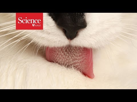 Secrets of the feline tongue - YouTube