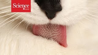 Secrets of the feline tongue
