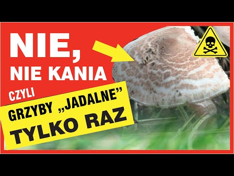 7 Śmiertelnie Trujących Grzybów Polski!