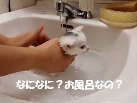 子猫　初めてのお風呂　いやにゃー！いやにゃー！　(*´艸｀*)Kitten enters the first bath. Myan(ΦωΦ)♪