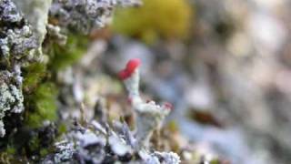 Can. "Sing Swan Song".  Хибины