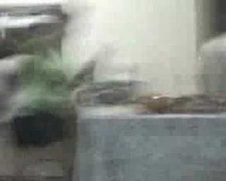 familia punk rock :P