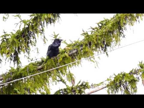 Common raven calling in Toronto