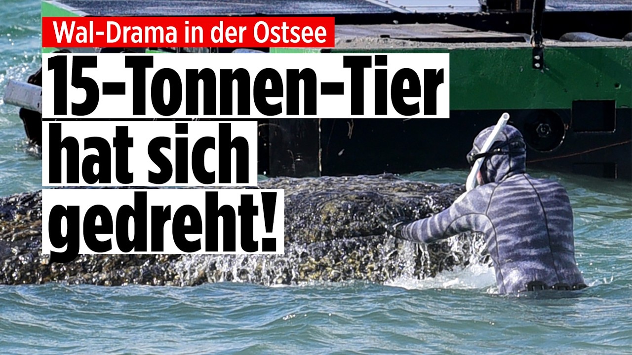Timmendorfer Strand: Rettung von Wal in der Ostsee läuft auf Hochtouren! Bagger bahnen Weg frei!