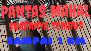 Download lagu BURUNG TUWU GACOR TEMBUS SAMPAI 1.KM (ASIAN KOEL) mp3