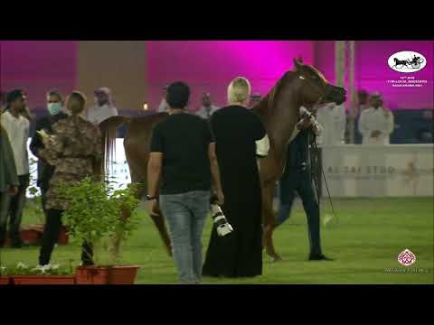 N 240 ABHA AL KHALEDIAH   10th Arabian Horse Show for local Breeders in Saudi Arabia 2021   Mares 4