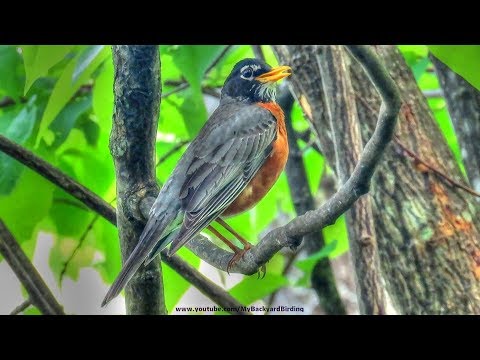 American Robin Singing a Song