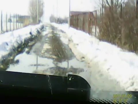 cainii din livedea comuna sinesti