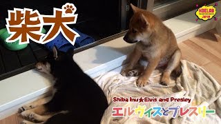 【パピー期の柴犬Vol.2】柴犬エルヴィスとプレスリー