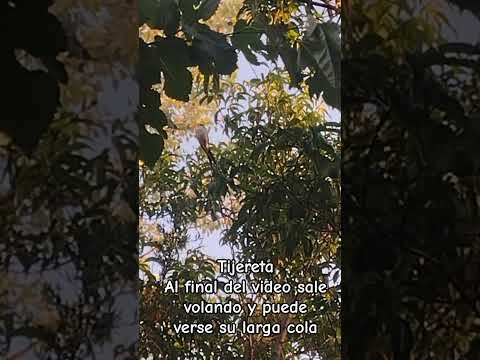 Tijereta.Los Molles.San Luis 🇦🇷