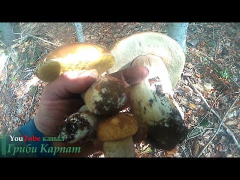 Білі Гриби, Осіннє тихе полювання Белые Грибы, Осеннее тихая охота