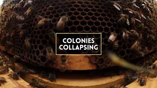 Inside a Honey Bee Hive, a Threatened Population