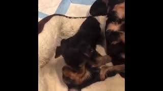 Abruzzenhund Puppies Videos