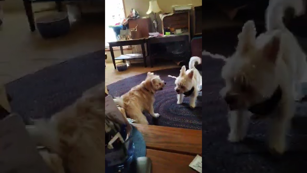 TEDDY, an adopted mixed breed in Burton, MI video 4/5