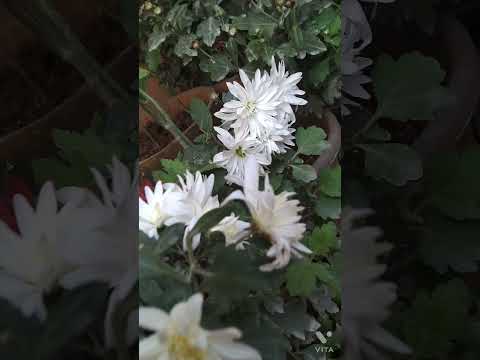 #Chamanthi flowers in my garden || smart srilakshmi ||