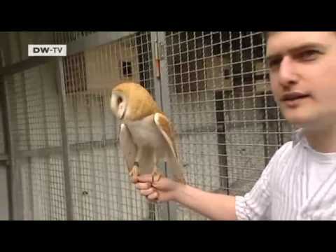 Eulen: dumm oder weise?