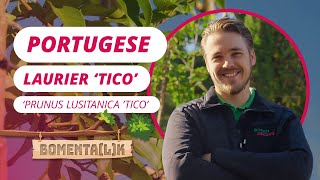 Portugese laurier 'Tico' leiboom 200 cm video