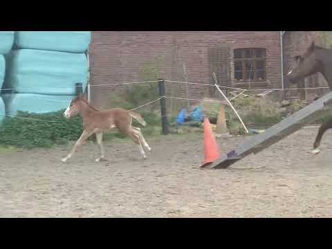 Shiners Voodoo Rose - First days