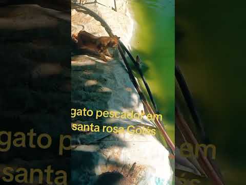 gato pescador em Santa Rosa de Goiás