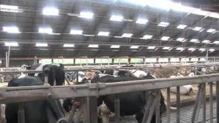 preview picture of video 'Dan Dutch Farms - FarmVideo 073 Melkveebedrijf in Varde'