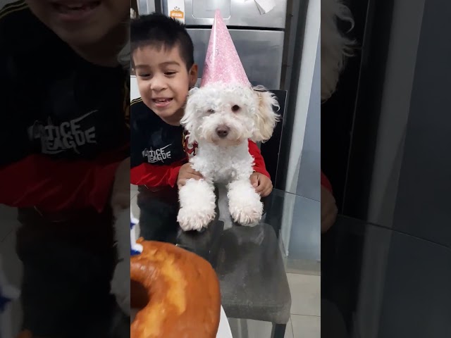 Vídeo relacionado con Pancarta Happy Birthday Decoración Cumpleaños FelizBanner Animales y Huellas de Perro, Adornos Fiesta Infantil Mujer Hombre, Kit Reutilizable con Guirnalda Cumpleaños, Honeycomb y Pancarta Fiesta