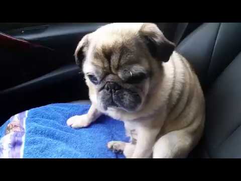 Alter Mops in neuem BMW ALPINA D3 Biturbo touring Allrad F31