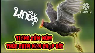 Download lagu tiếng cúm núm chuẩn đánh lưới đêm ( miễn phí ) anh em tải về dùng nhé mp3 Download lagu tiếng cúm núm chuẩn đánh lưới đêm ( miễn phí ) anh em tải về dùng nhé mp3