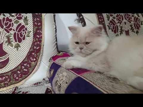 Shasha tom & jarry dekh rahi h😜 #catsvideos #catsfunnyvideo @tabassumruby1008 