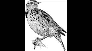 The Dave Brubeck Quartet - Strange Meadow Lark