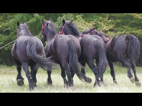 Caii lui Marius de la Bogei - Bihor 2022
