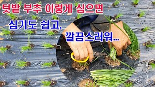 텃밭 부추 이렇게 심으면 심기도 쉽고, 가장 깔끔해( 부추재배, 부추 심기, 부추 씨앗 파종, 부추 모종심기…