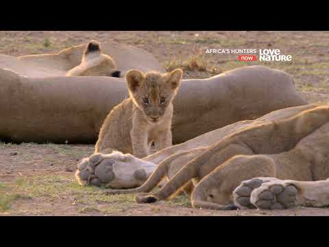 Африканские охотники / Africa's Hunters : Последыш 4 серия 4K