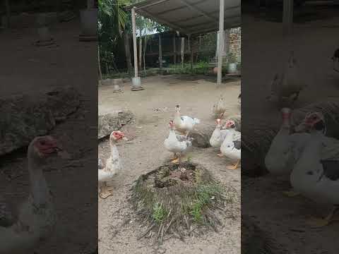 Nossa criação de Patos!🦆#patos #vidadointerior #sitiobarretos #santarita #paraíba #nordeste #brasil