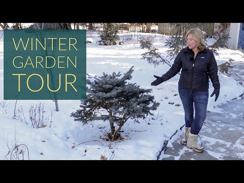 WINTER GARDEN TOUR | Year-round interest? | The Impatient Gardener