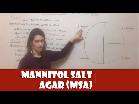 Mannitol-Salz-Agar (MSA)