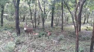 preview picture of video 'Siliguri journey time.....Bengal safari(4)'
