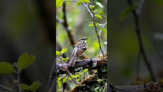 Download lagu Sayap patah bukan berarti mimpi hancur. #CeritaPendek #Motivasi #JanganMenyerah #Harapan #Inspirasi #Reels mp3 Download lagu Sayap patah bukan berarti mimpi hancur. #CeritaPendek #Motivasi #JanganMenyerah #Harapan #Inspirasi #Reels mp3