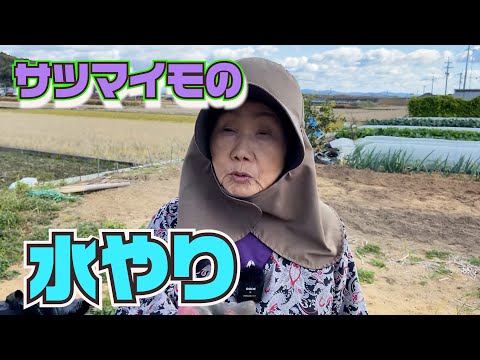 発芽後の水やりの頻度とやり方は？  庭園