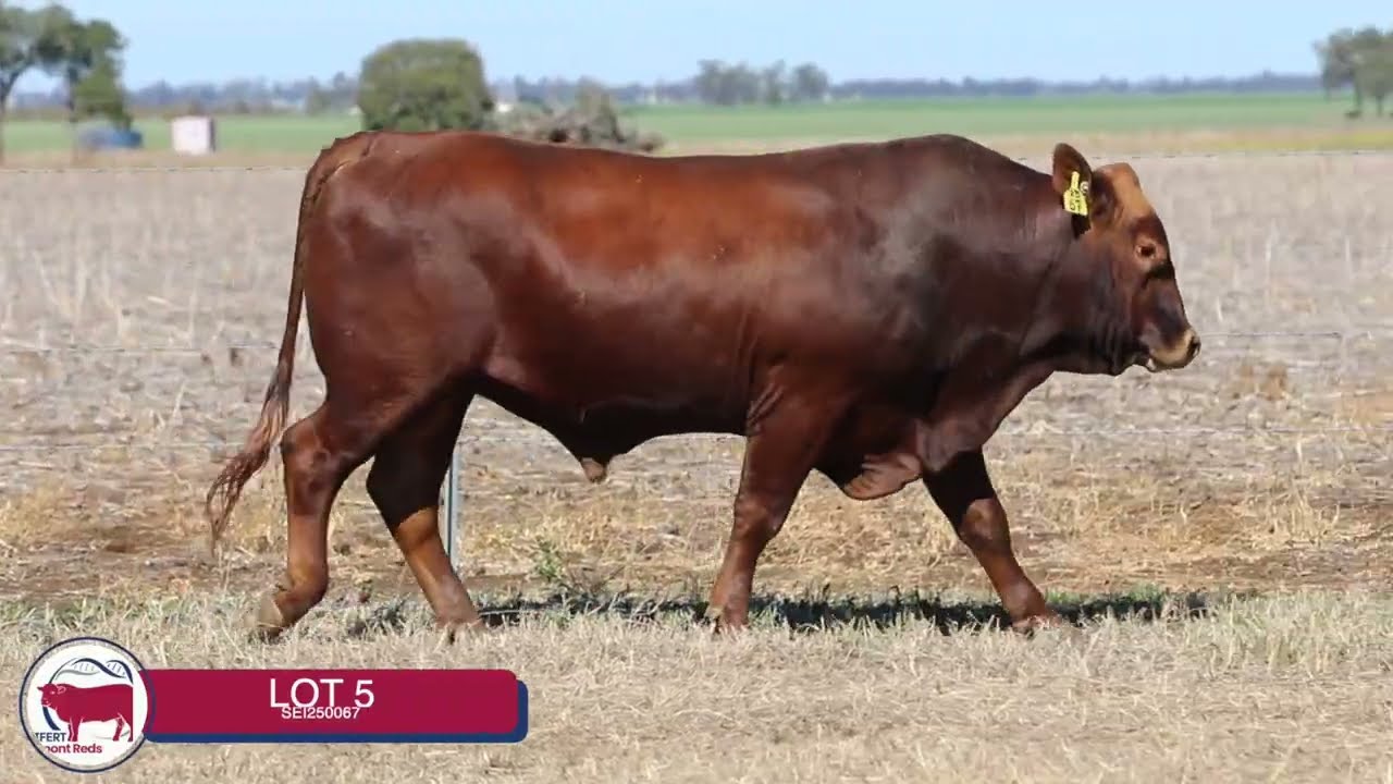 Lot 5
