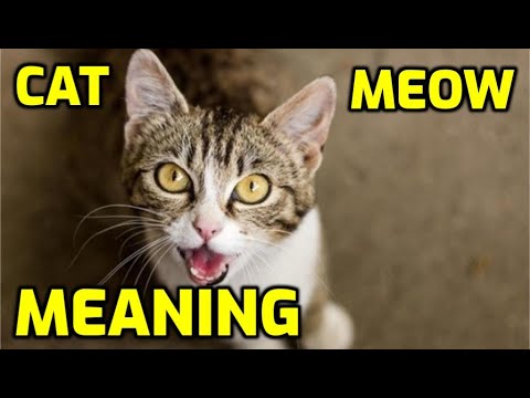 What Is Your Cat Trying To Tell You When It Meows?
