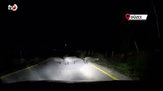 Nasırlı Köyü’nde Domuz Sürüsü Trafiği Durdurdu